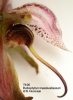 Bulbophyllum masdevalliaceum  (4)